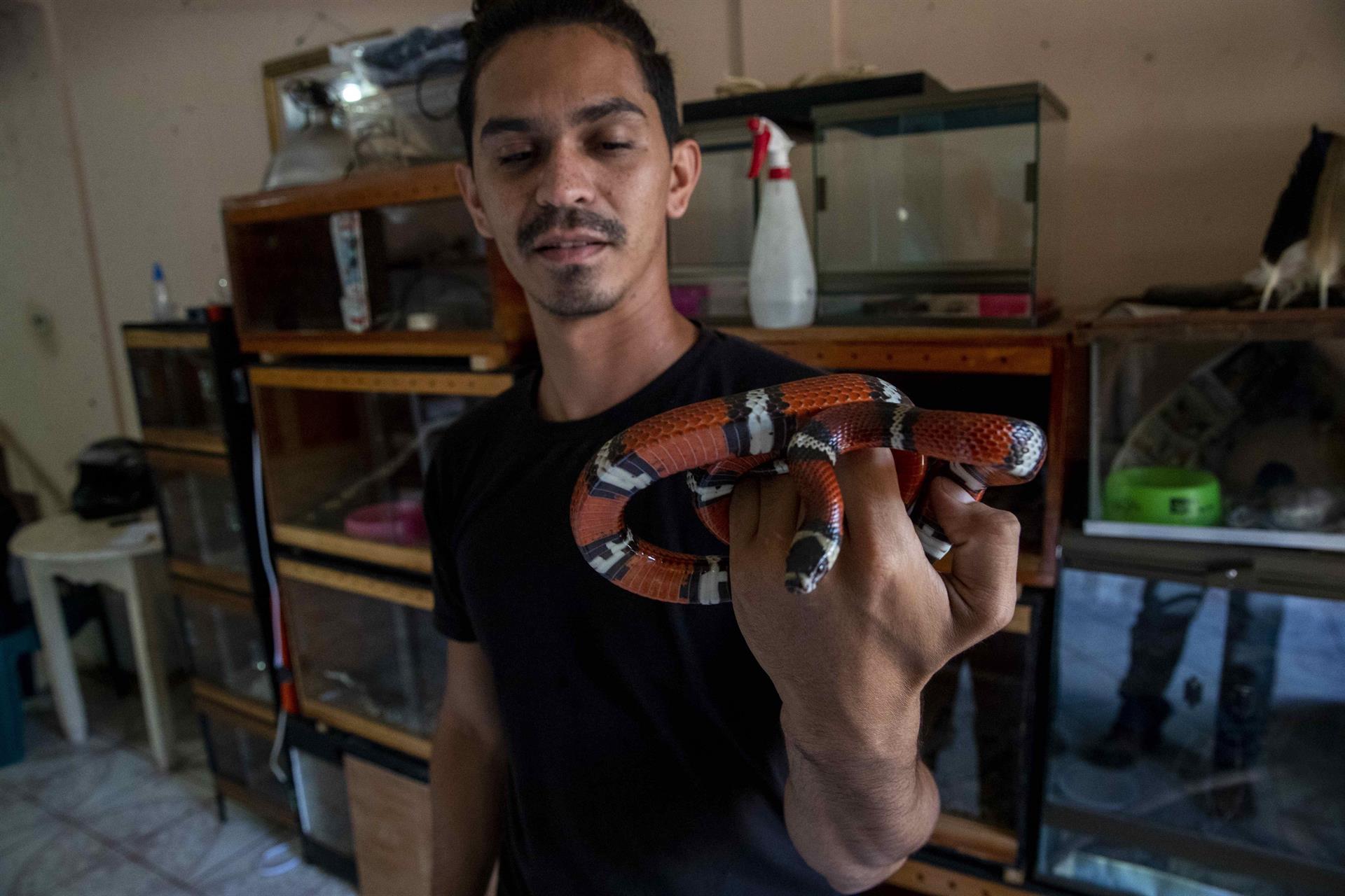 Tiene 45 serpientes: así vive este nicaragüense con los peligrosos y venenosos reptiles