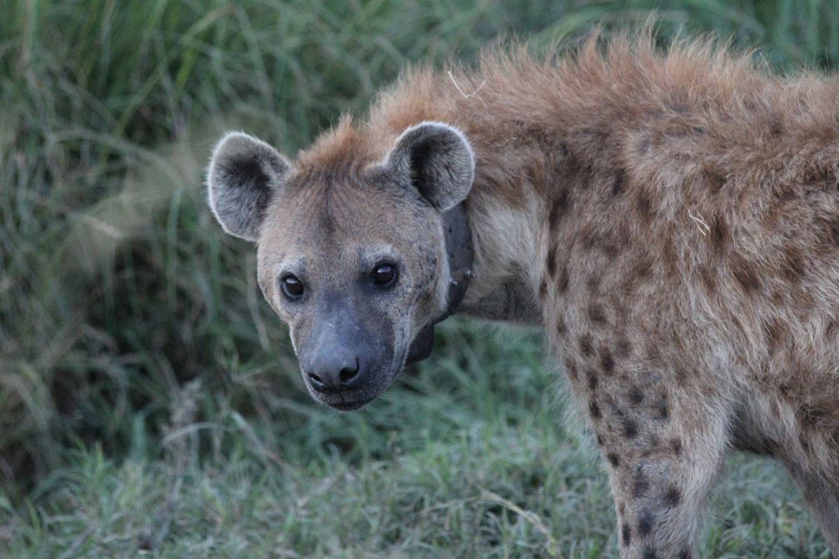 ‘Waffles’, la hiena que llegó a hembra alfa desde lo más bajo al liderar la insurrección de las humildes