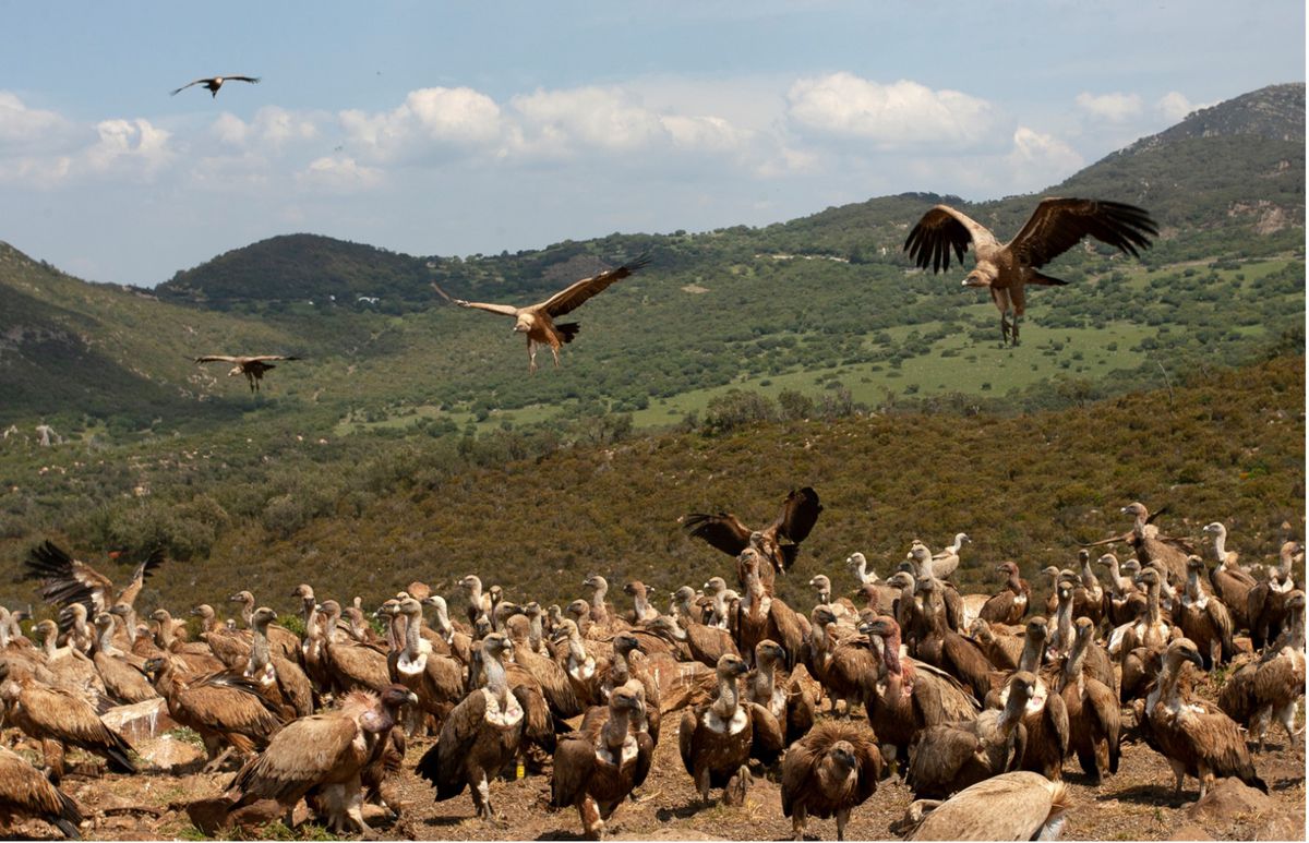 Las autopistas de los buitres: las aves carroñeras de los Pirineos vuelan 1.600 kilómetros para alimentarse en las dehesas del sur