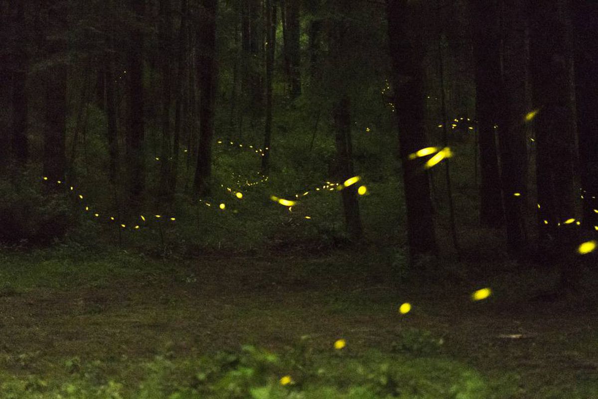 ¿Cómo producen la luz los seres bioluminiscentes?