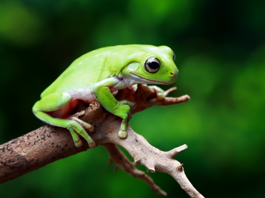 A traveling frog exposes concerns within Apple’s Chinese App Store