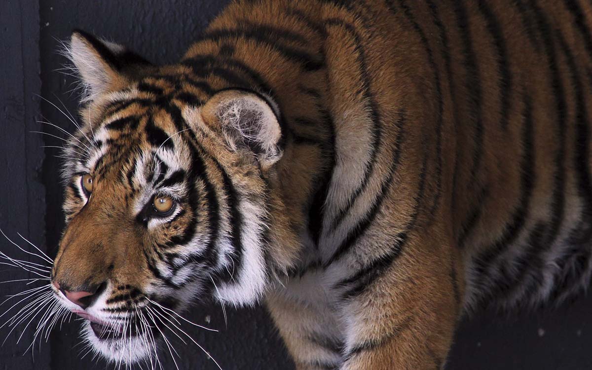 Alertan sobre presencia de un tigre en Apaseo el Grande, Guanajuato