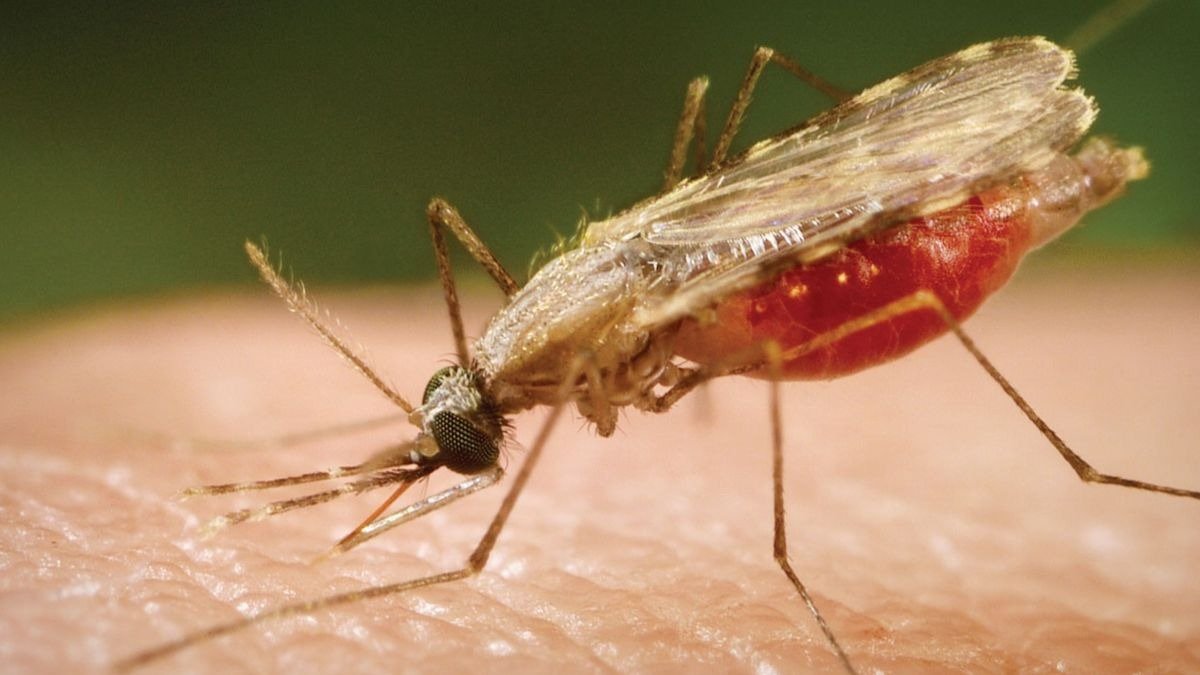 Bill Gates alerta de la propagación de la malaria por culpa del coronavirus