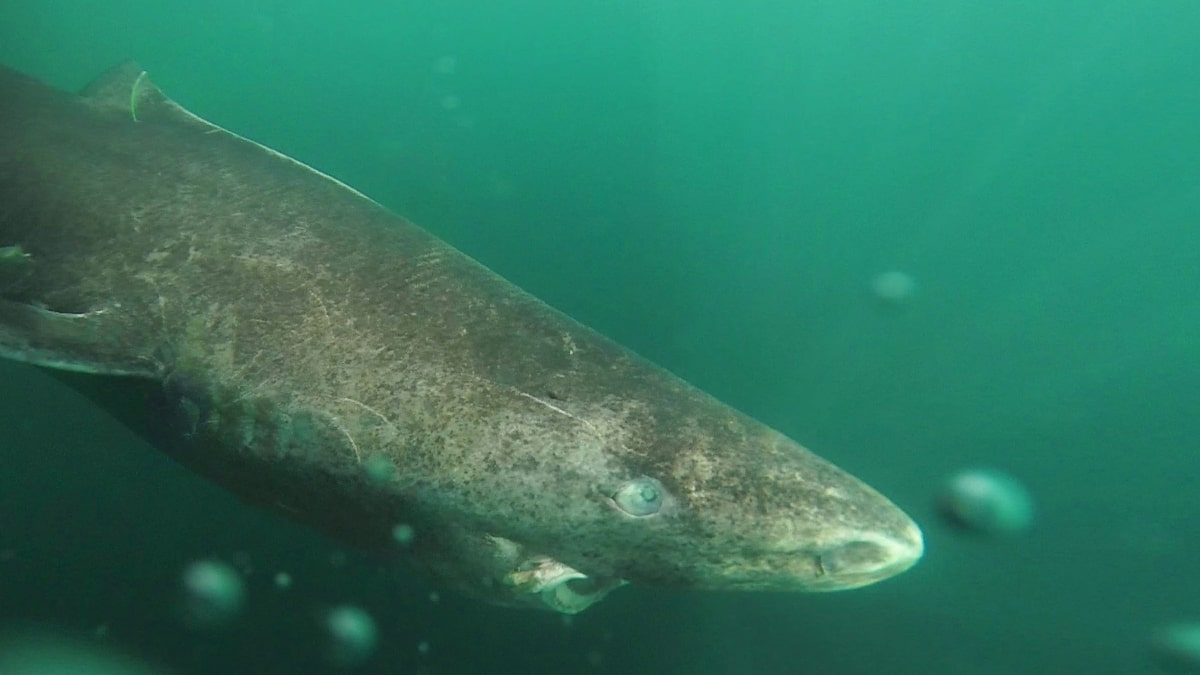 Científicos hallan un tiburón de Groenlandia que tiene 500 años