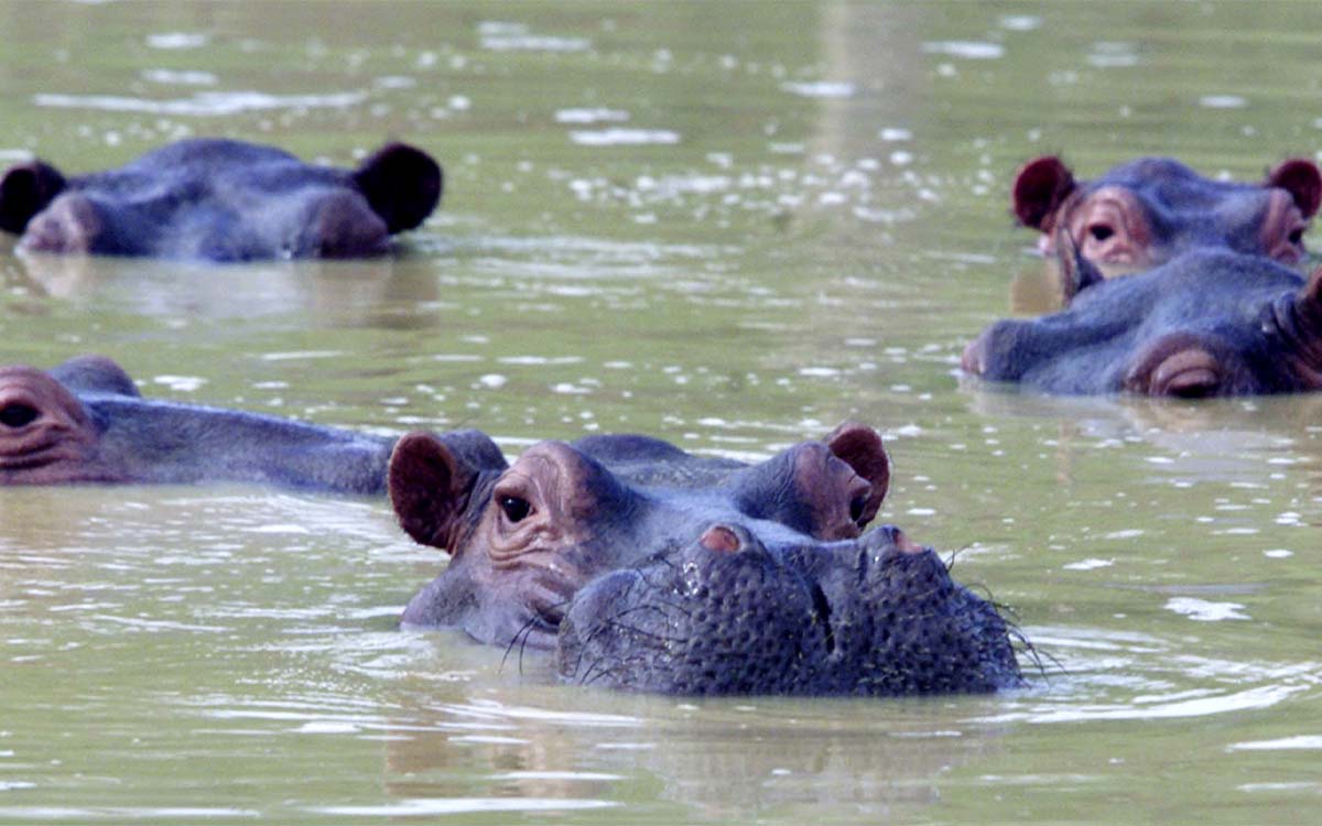Declaran en Colombia 'especie invasora' a hipopótamos de Pablo Escobar