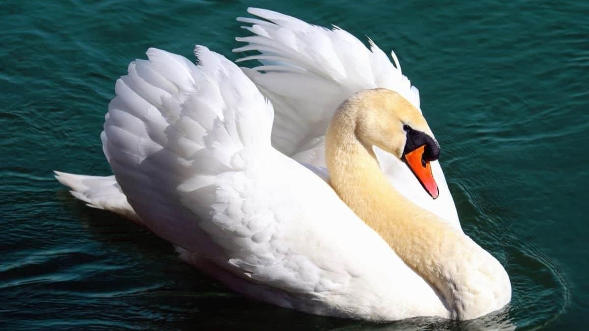 El Ayuntamiento de Lakeland (Florida) pone a la venta cisnes para acabar con la superpoblación