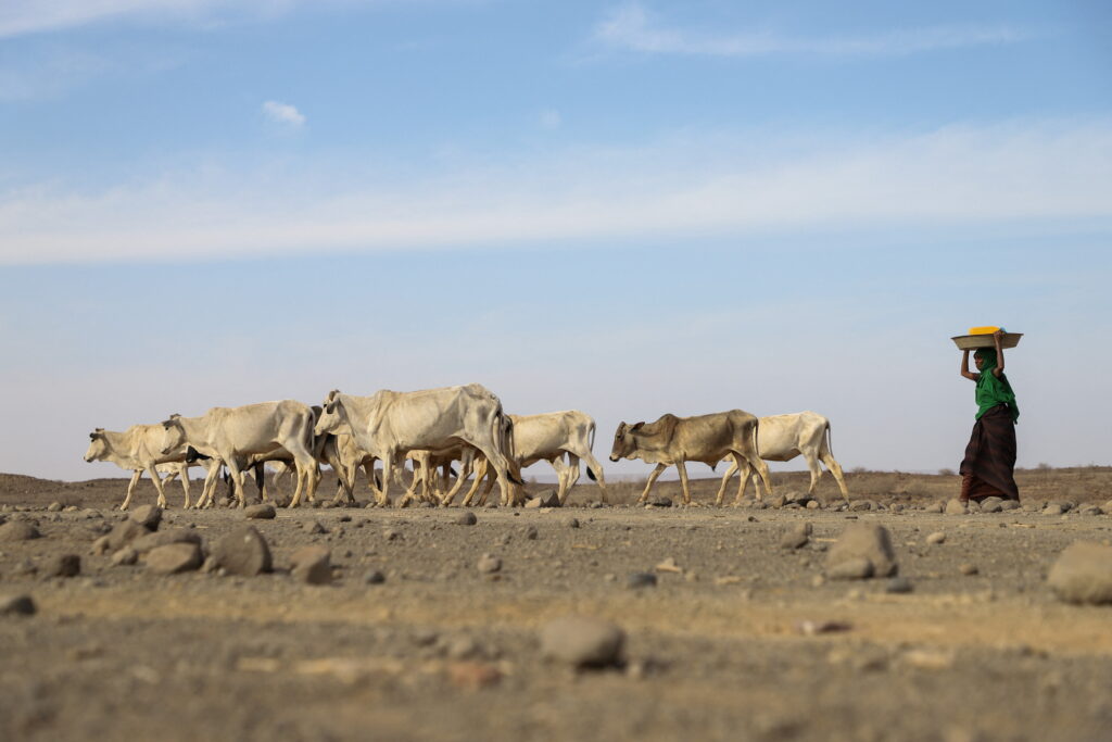 El Cuerno de África se enfrenta a la hambruna debido a su peor sequía en 40 años