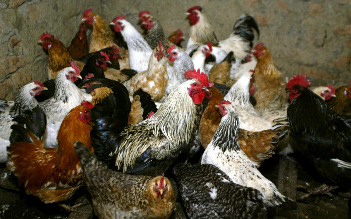 España sacrifica más de 130 mil gallinas debido a brote de gripe aviar