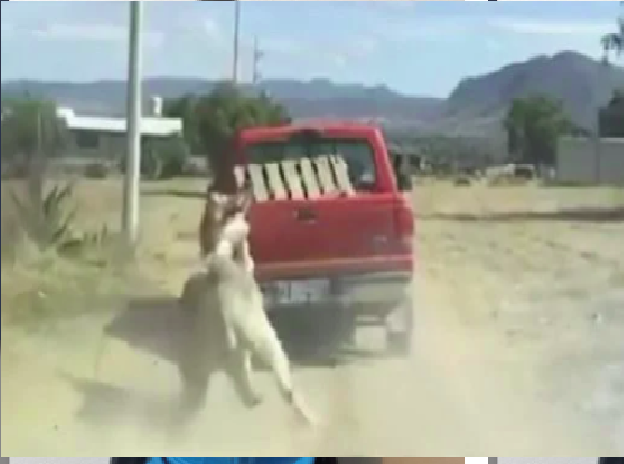 INDIGNANTE: Conductor amarra un burro a su camioneta y lo arrastra; acusan maltrato animal