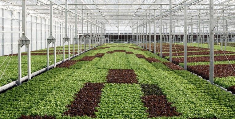 La empresa agrícola de interiores con sede en Nueva York Gotham Greens recauda $ 87 millones