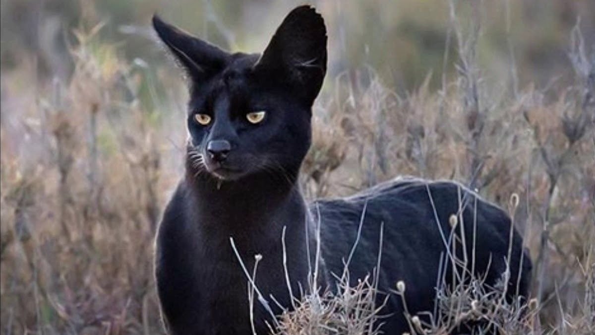La pantera negra de Granada podría ser un gato serval: ¿cómo es este animal?