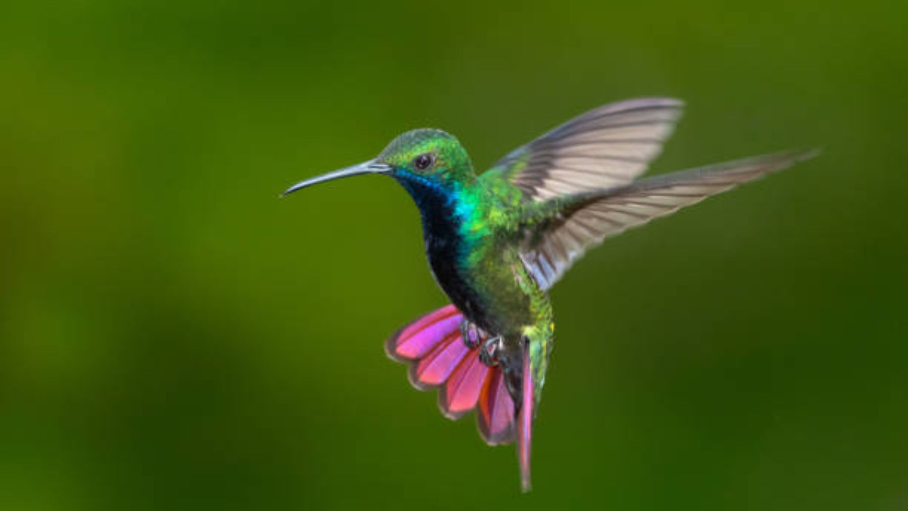 Las curiosidades más fascinantes sobre el colibrí