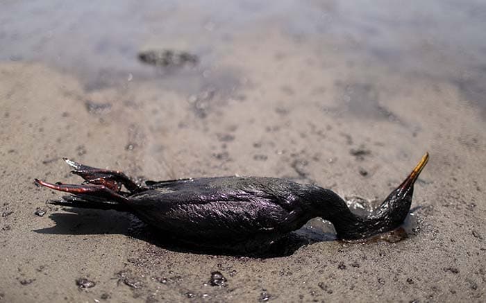 Limpieza de derrame de petróleo en Perú terminaría en marzo: Repsol