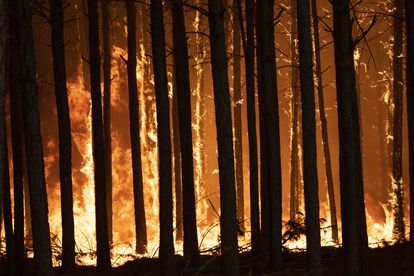 Los incendios arrasan casi el 10% de la provincia argentina de Corrientes