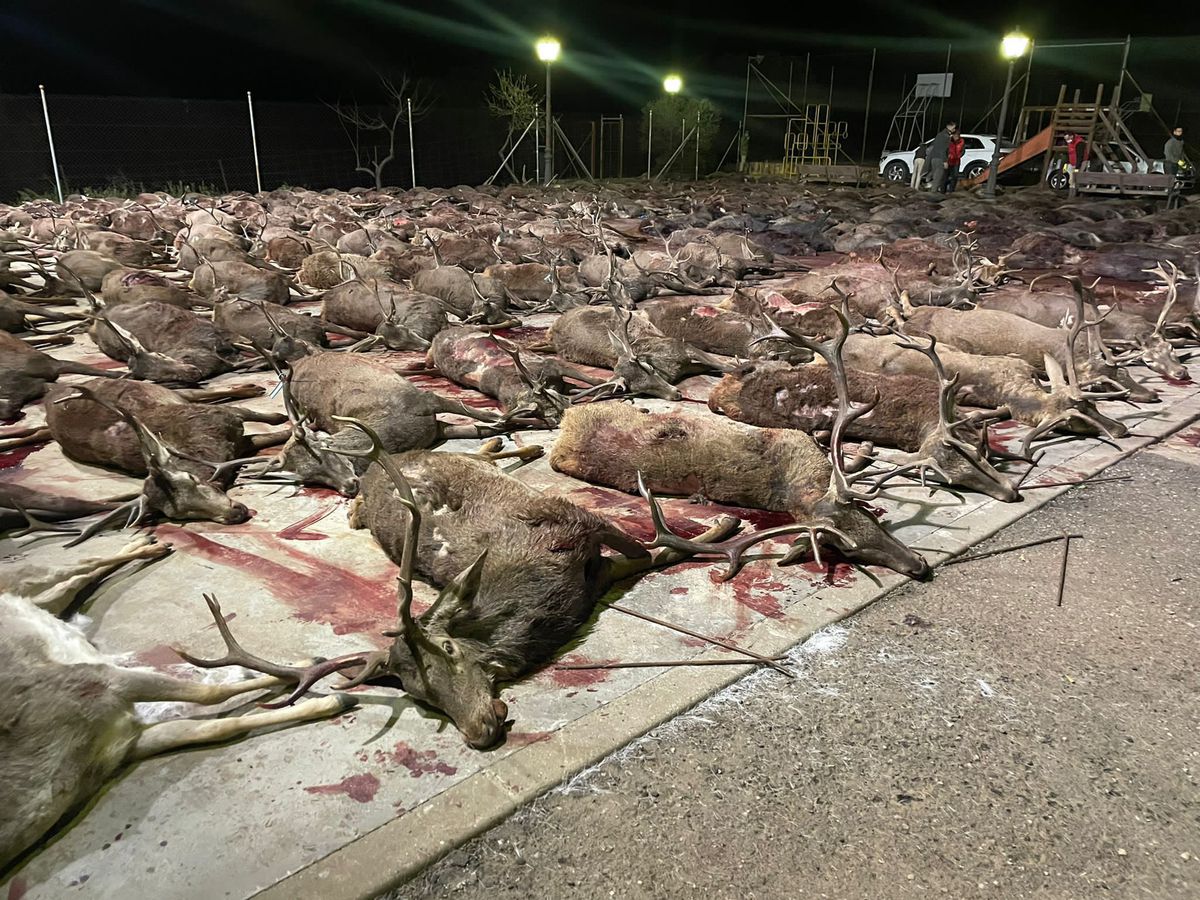 Macrocacerías en España: más de 400 ciervos y jabalíes abatidos en un día en Córdoba