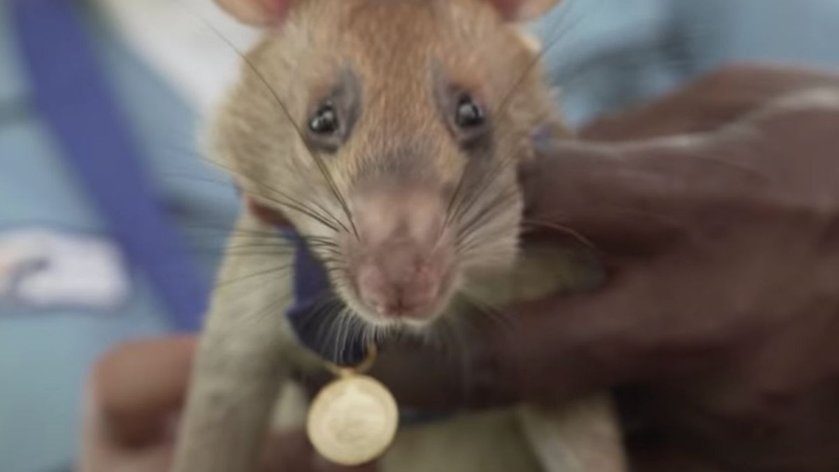Magawa, la rata que ha recibido una medalla de oro por su labor en Camboya