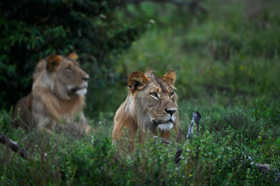 Una pareja de machos de león en el parque nacional de Masái Mara.