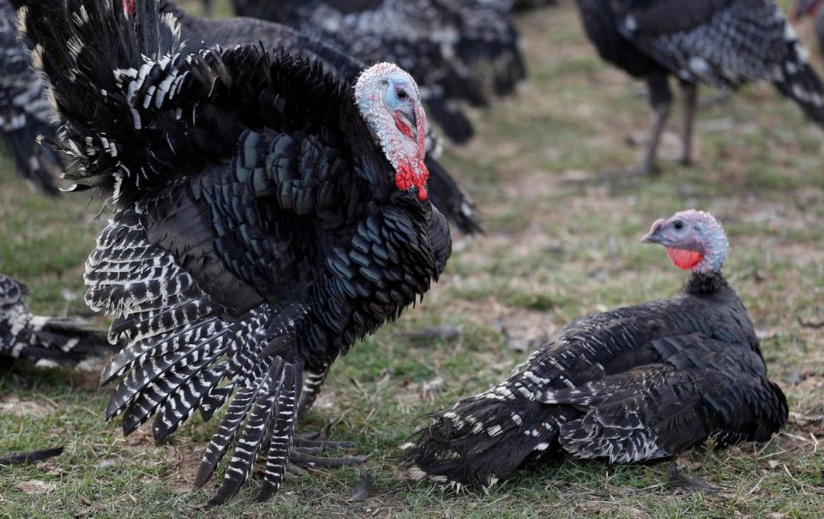 Por brote de gripe aviar, México restringirá importaciones de EU