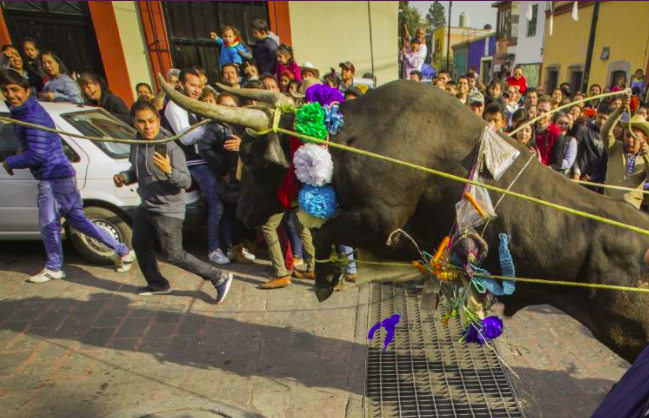 Se llevó a cabo “El Paso del Buey”: tradición en El Pueblito con 286 años de historia