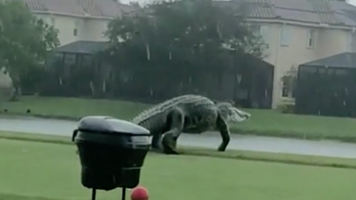 Un impresionante cocodrilo gigante se pasea por un campo de golf