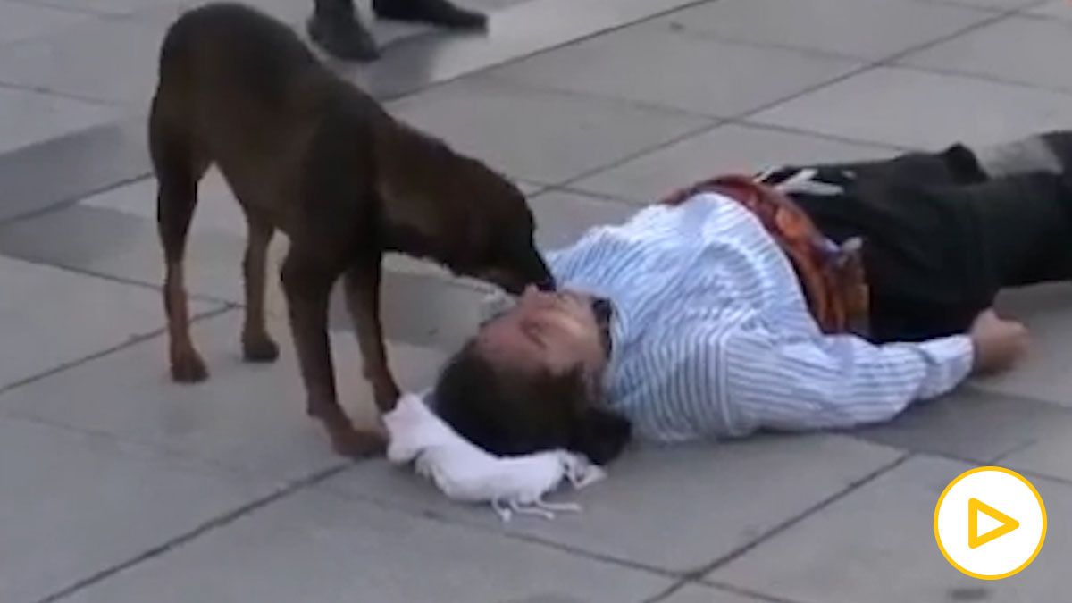 Un perro callejero ayuda a un actor que fingía estar herido