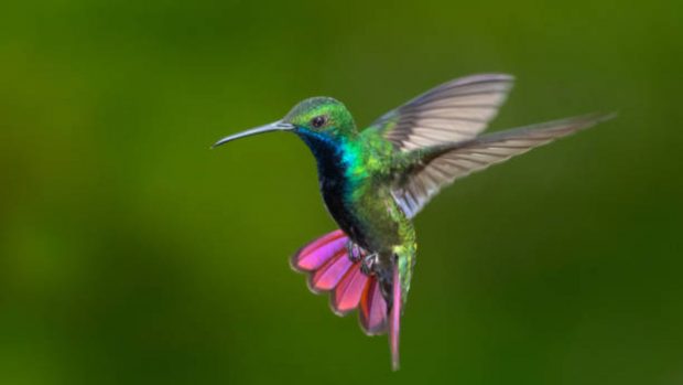curiosidades colibrí