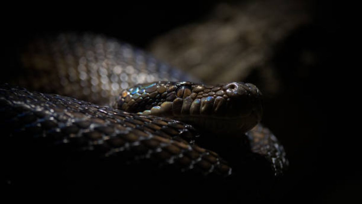 ¿Cómo ven las serpientes a sus presas en la oscuridad?
