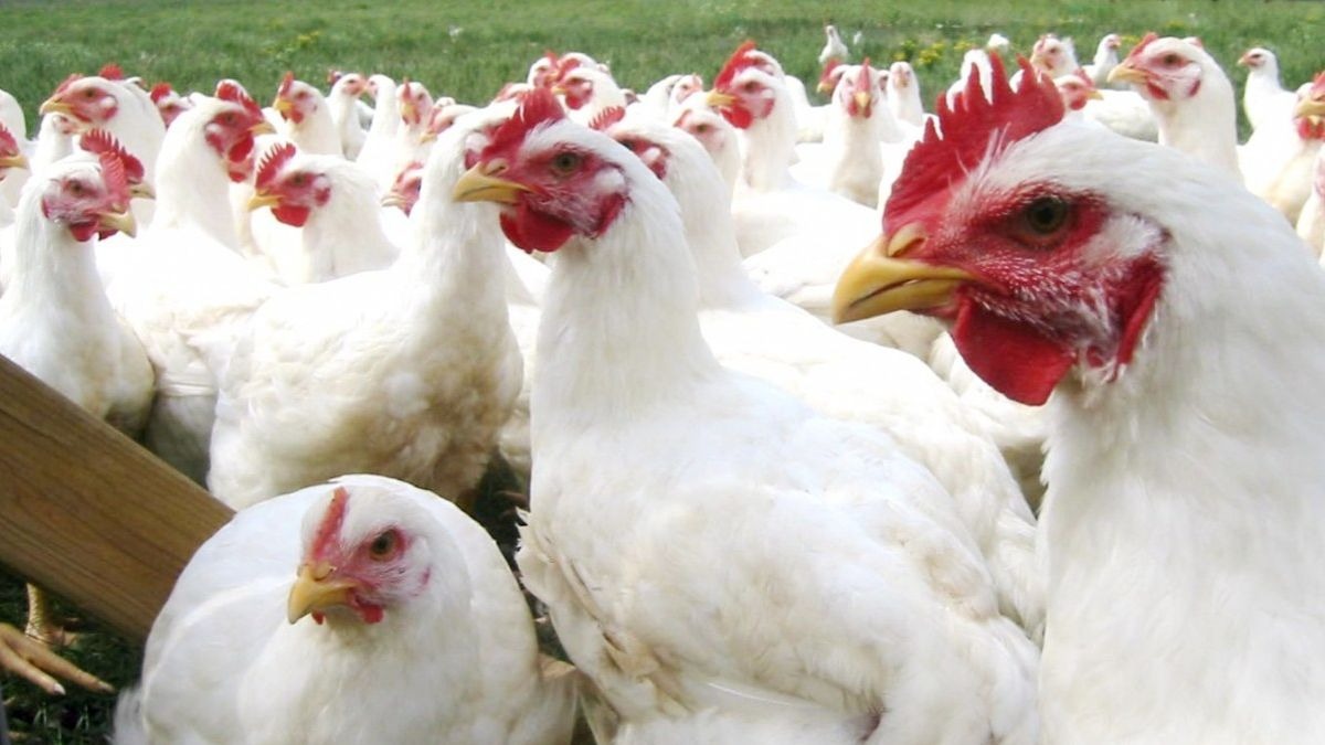 ¿Qué es la nueva cepa de gripe aviar H5N1 y por qué es tan peligrosa?