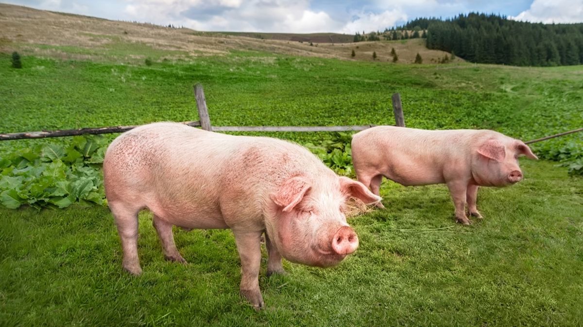 ¿Qué es la peste porcina africana que se ha detectado en Alemania?