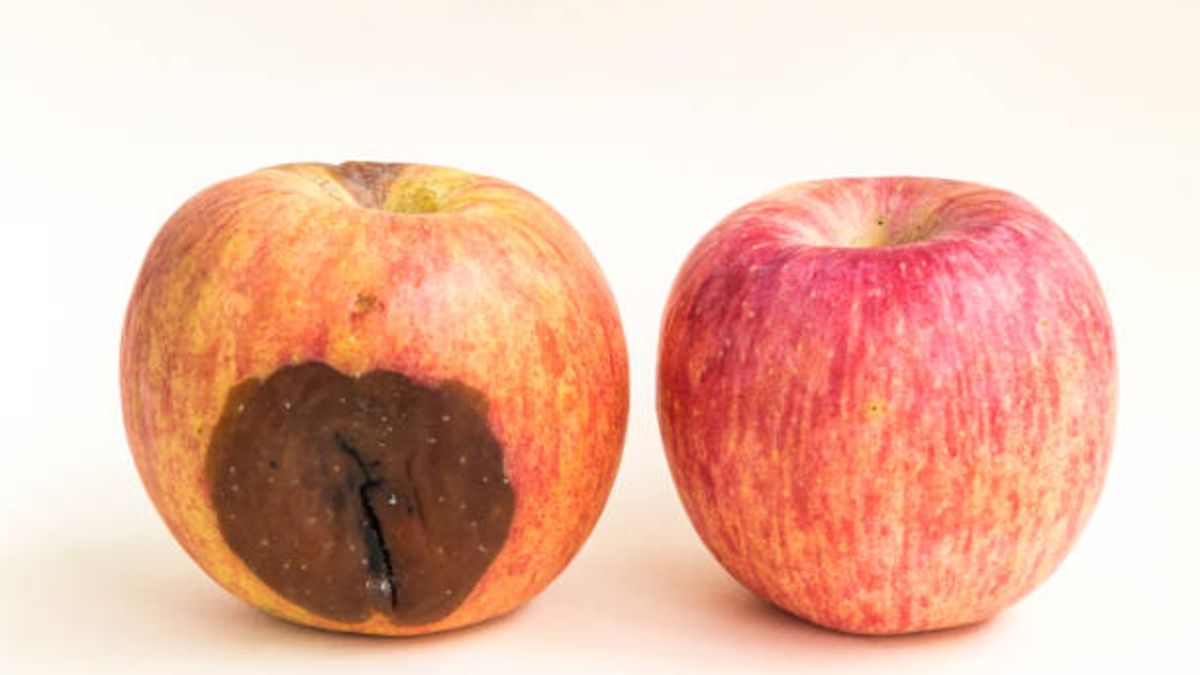 ¿Se puede comer una manzana podrida si se deshecha lo feo?