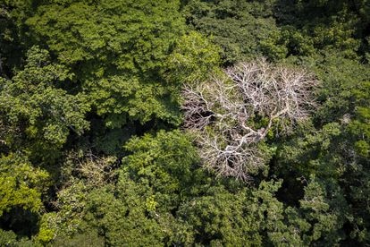 Bosque tropical en Tshopo, la mayor provincia forestal de la RDC. El país alberga el 60% de la segunda selva tropical más grande del mundo, que regula los patrones de lluvia de toda la región.