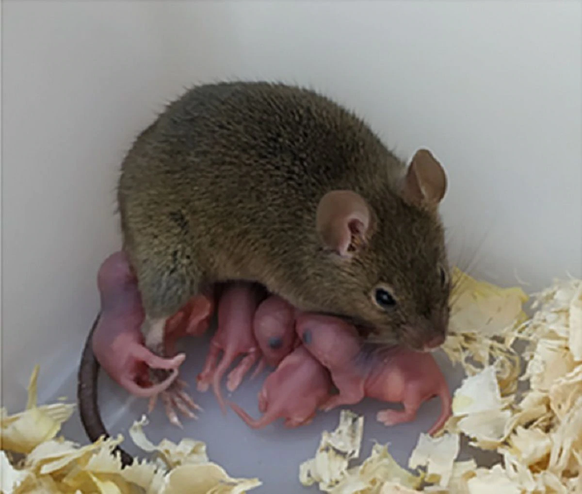 Científicos chinos consiguen que una ratona tenga hijos sin necesidad de esperma ni sexo