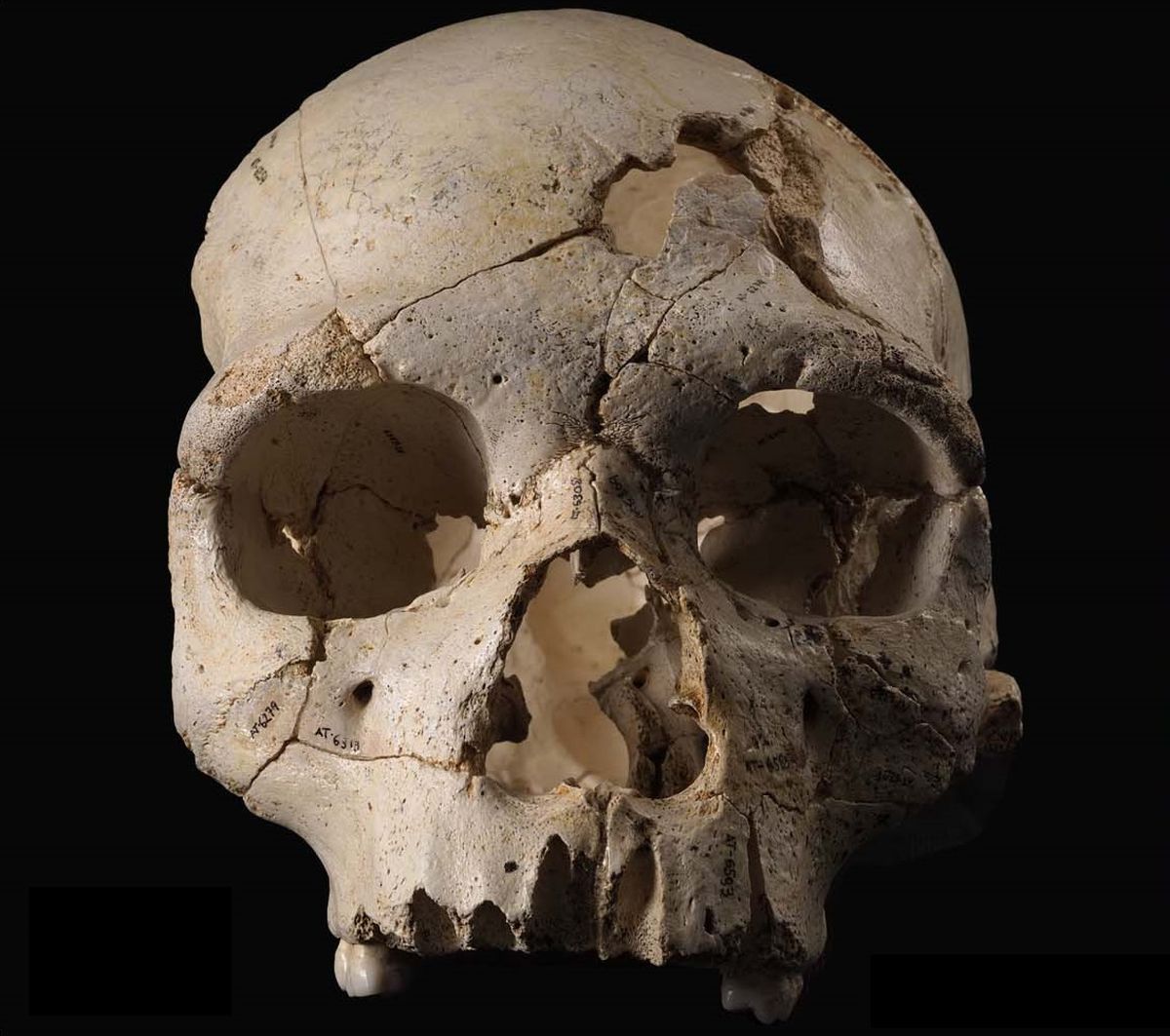 Veinte cráneos reventados desvelan una historia de violencia y asesinatos en Atapuerca