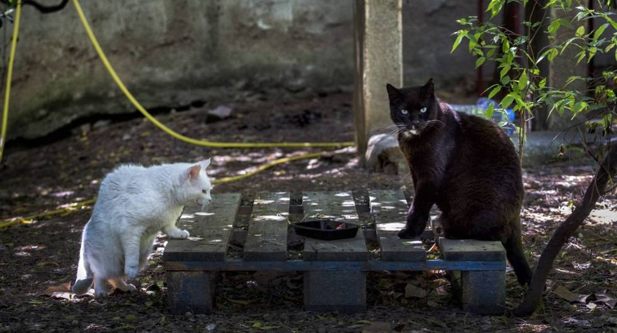 Los gatos callejeros ponen contra las cuerdas a los pájaros en las ciudades