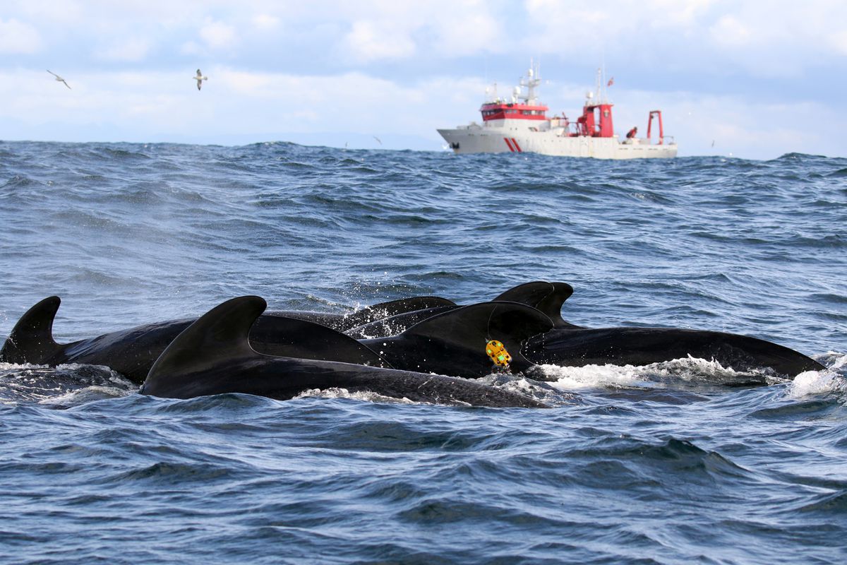 Las ballenas temen al sonar como si fueran orcas