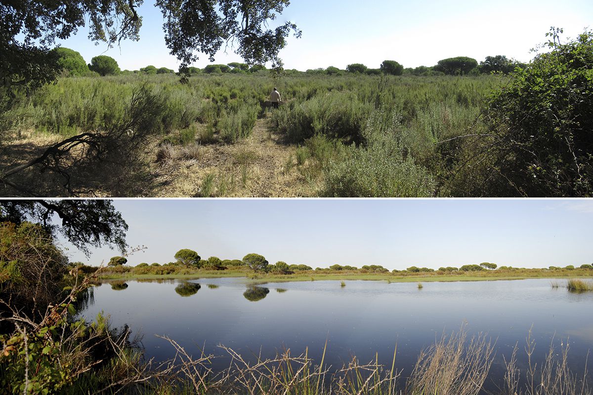 25 sociedades científicas alertan de “la extrema precariedad” de Doñana por el robo del agua