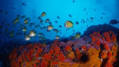 En las aguas profundas de la isla de Malpelo, en el Pacífico, científicos encontraron corales negros en peligro de extinción