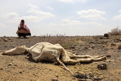 Una mujer mira el cadáver de una vaca, consecuencia de la sequía que afecta a Higlo Kebele, región somalí de Etiopía.  