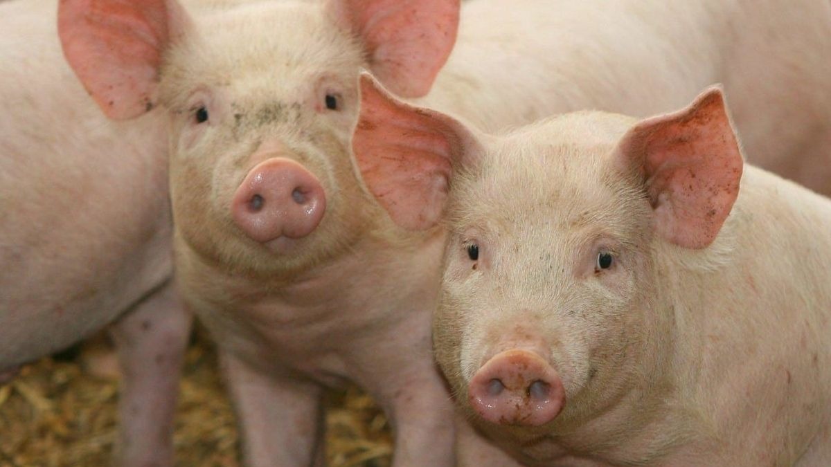 Brasil, en alerta por una nueva gripe porcina que podría convertirse en pandemia