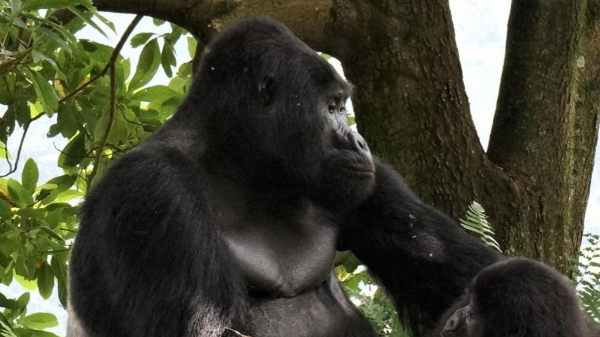 Cazadores furtivos matan a Rafiki, uno de los gorilas más famosos de Uganda