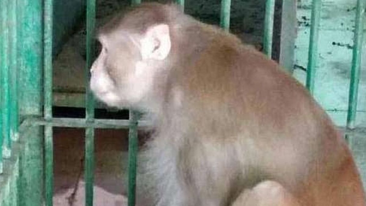 Condenan a cadena perpetua a un mono borracho en La India