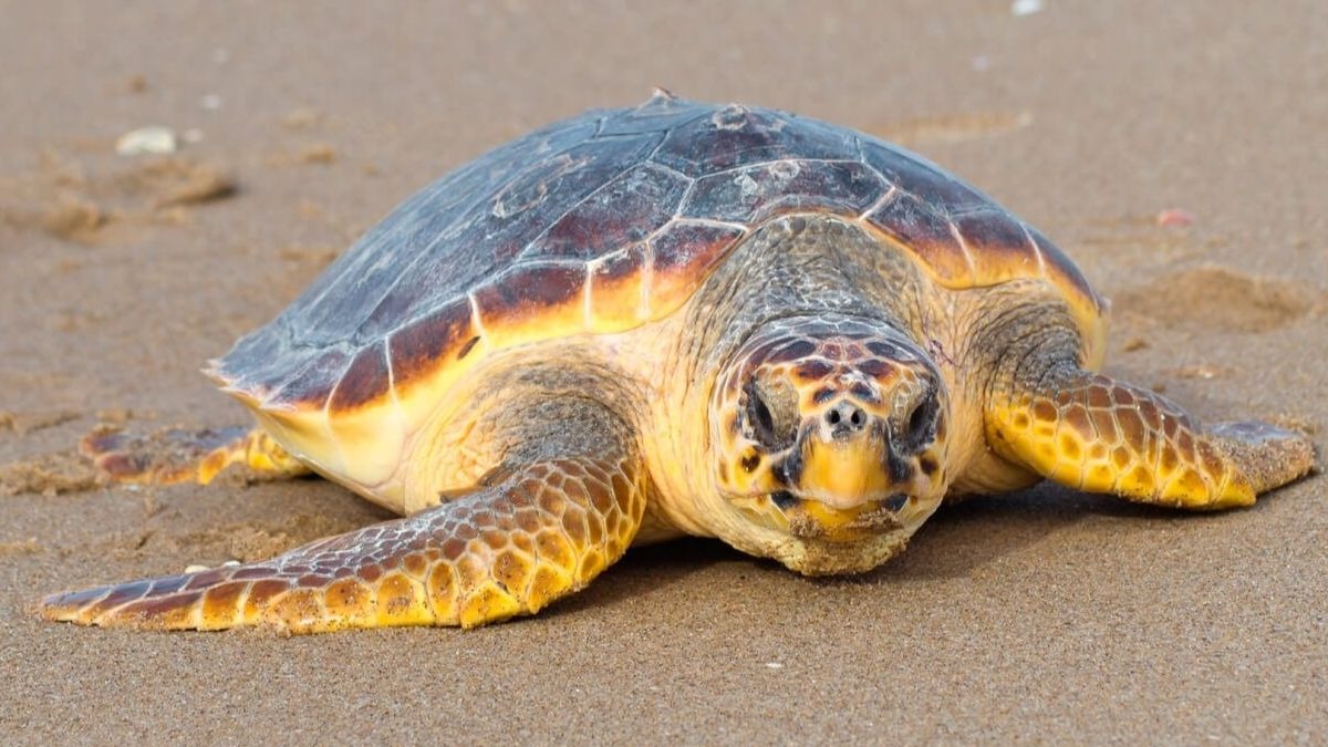Crece el número de criaturas de tortuga boba en las playas de España