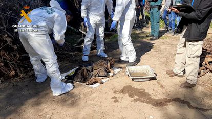 Parte de los restos hallados por la Guardia Civil en el domicilio del hombre acusado de matar a su hermana, en Olesa de Montserrat.