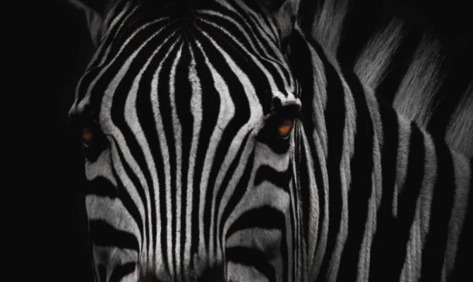 El Zebra alcanza una tasa de ejecución de $ 100 millones, se vuelve rentable a medida que crece la insurtech