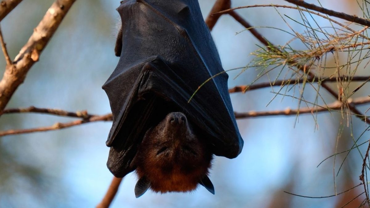 El coronavirus podría llevar hasta 70 años en los murciélagos