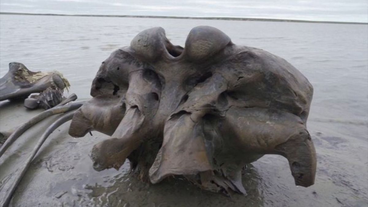 El deshielo en el Círculo Polar Ártico saca a la luz un mamut intacto