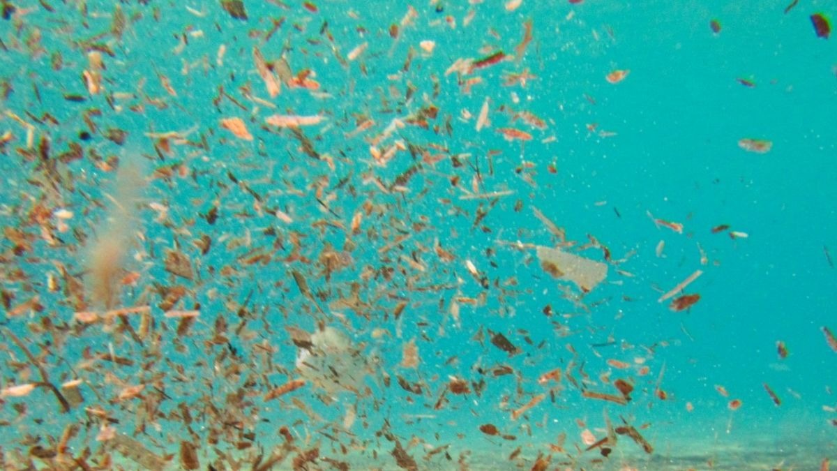En 2050 habrá más plásticos en el mar que fauna marina