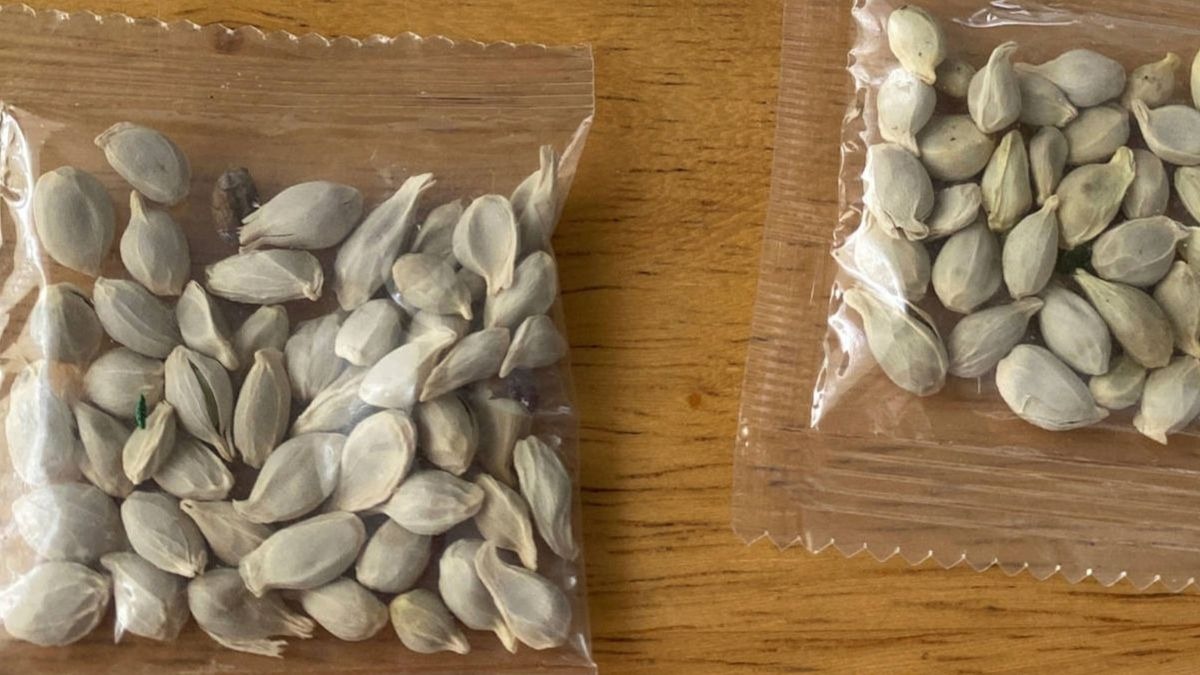Estadounidenses están recibiendo paquetes con semillas de China