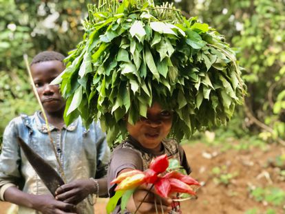 Una niña acaba de recoger hojas y frutos de casava en un bosque de la provincia Tshopo, al norte de la RDC. Los bosques pertenecen al Estado, pero las comunidades tienen derechos de tenencia ancestrales.