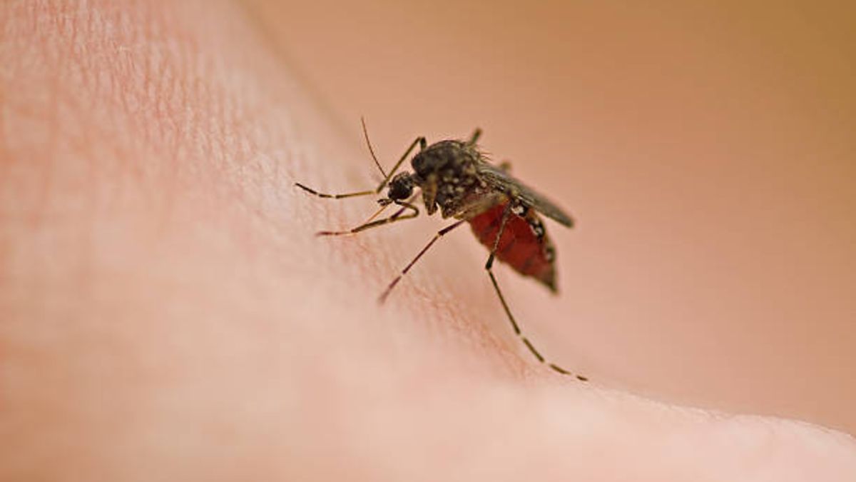 Mitos sobre las picaduras de mosquitos y cómo evitarlas de forma efectiva